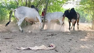 Top Quality White Cow||White Black Village Desi Bulls In My Village