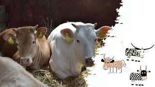 Bruits à campagne - Vaches dans cour | bruit des vaches dans grange | Sons de vache pour les enfants