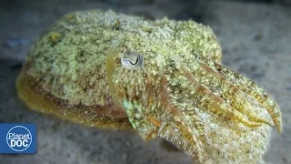 Cuttlefish | Nocturnal Predator