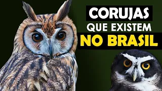 CORUJAS DO BRASIL - As incríveis corujas brasileiras, como elas cantam? Mais rara? | Strigiformes