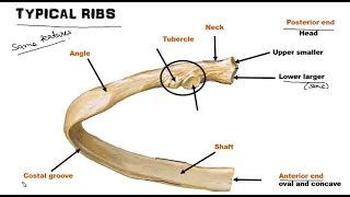 Ribs - Osteology  (World of Anatomy)