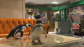 Shedd Aquarium Penguins Visit 'The Friends Experience' in Chicago
