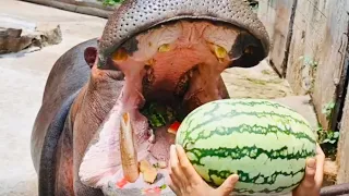 Hippo Devour Whole Watermelon in One Bite | Hippo Eating 🍉