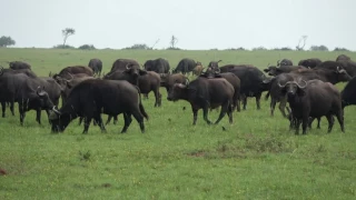 Murchison Falls National Park, Uganda (2). Buffaloes, giraffes, hippos, herons and elephants