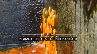 [FULL] Pemanjat Hebat Dan Racun Si Ikan Batu  | SI OTAN (11/08/21)