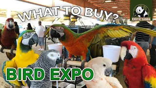 Grabe ang mamahal ng mga ibon na to! Bird Expo | Exotic bird's PRICELIST