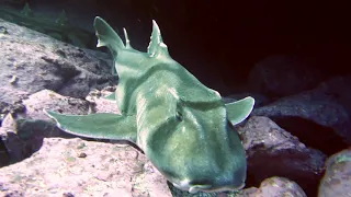 Бычья акула, Port Jackson shark, Scuba diving adventure, exploring