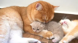 Here's how the daddy cat reacted when I bring the kitten close him