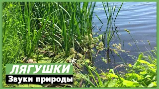 Кваканье лягушек, Звуки природы слушать онлайн