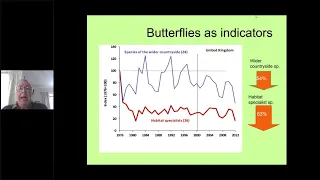 Butterfly identification and recording   rare butterflies