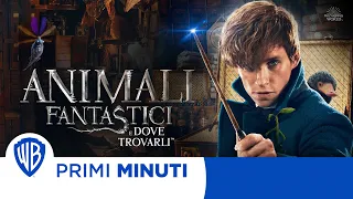 Animali Fantastici e dove trovarli - I Primi minuti!