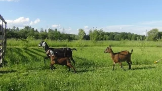 Разведение и содержание Англо-нубийской породы коз. Фермерское хозяйство "Kamadhenu"