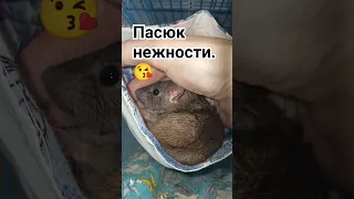 Пасючьи нежности. 😘 Дикий крысëнок оттаял. 🤤 #wildrats #cuterats #funnypets #like