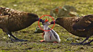 15 wahnsinnig brutale Vögel bei der Jagd auf ihre Beute