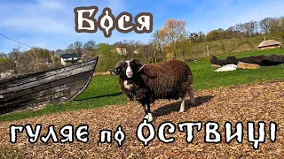 Баран Бося на прогулянці, інспектує парк та веде себе чемно? | Жителі Оствиці