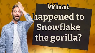 What happened to Snowflake the gorilla?