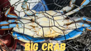 Blue Crabs, Big Ones