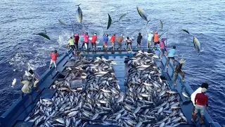 Unbelievable With Just a Fishing Rod Fishermen Catch Hundreds of Tons Tuna on The Boat