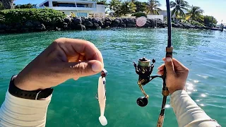 Florida Keys Dock Fishing - Didn’t See This Coming! (Catch, Clean, Cook)