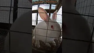 Кролики ПАНОН