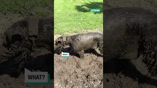 Giant Schnauzer Loves Mud 🐶 | Furry Tails
