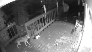 COYOTE v. CAT; WHO WON?!