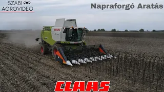 Napraforgó Aratás 2023 | Sunflower Harvest | 2x Claas Lexion 650