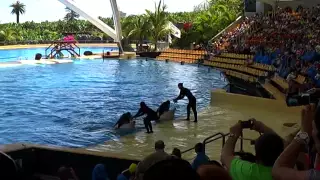 Остров Снежной горы (Tenerife, 05/2013). Loro Parque part 1