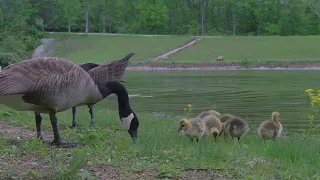 Tranquility Series:  Little Ones at the Pond