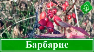 🌳 Кустарник барбарис – посадка и уход: размножение и свойства; барбарис Тунберга – описание