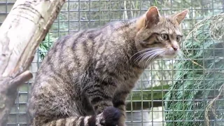 Scottish Wild Cat