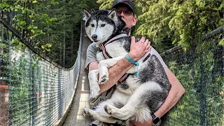 My Husky Would NOT Cross This Bridge!