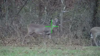 Deer drops from head shot like a sack of bricks from .223 Remington, 5.56 AR-15 in hunting season.