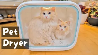 How to Dry a Cat Quickly After a Bath (PETKIT Air Salon Max) | The Cat Butler