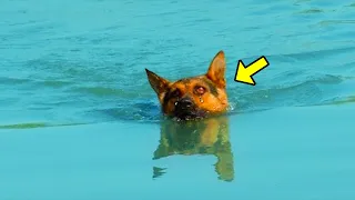 They Tied A Stone To The Dog & Threw It Into Water. What Happened Next Will Shock You!