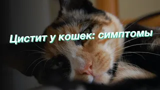 Цистит у кошек: симптомы