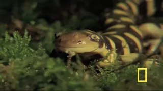 Animal Attack! "Deadly" Tiger Salamander on the Hunt | National Geographic