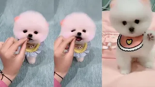 Mini Pomeranian 🐶 Cute and funny dogs videos compilation -11-2021 #Shorts