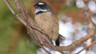 Peaceful and Relaxing Birdsong - 12 hours of New Zealand Birdsong