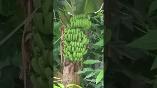 как вырастить бананы в домашних условиях