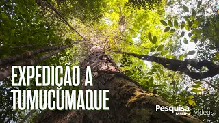 Desbravando a floresta de árvores gigantes #ciencia #science #amazon #amazonia #floresta