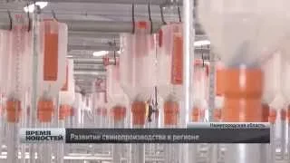 развитие свинопроизводства в Нижегородской области