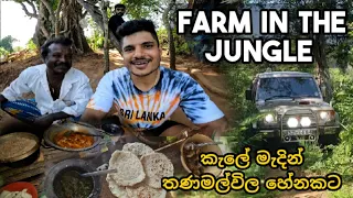 farm in the jungle | කැලේ මැදින් තණමල්විල හේනකට #thesailor #srilanka