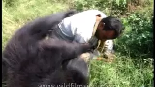 Tame sloth bear overpowers its handler in Assam