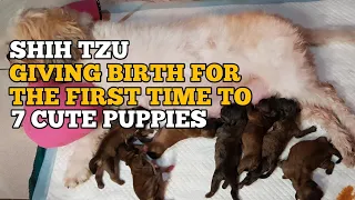 SHIH TZU GIVING BIRTH TO 7 PUPPIES | GIVING BIRTH FOR THE FIRST TIME | VLOG #73