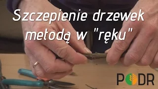 Szczepienie drzewek metodą w "ręku"