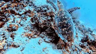 3  Teil Dive @ Joy Island Maldives with Dive Mission! Nice