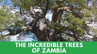 Impressive Knowledge About Zambia’s Trees!