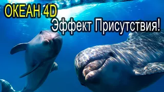 Звук Океана, песни Дельфинов и Китов. 432Гц +4d  REAL Ocean sound, Dolphins & Whales, 432Hz + 4d