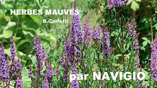 Herbes mauves